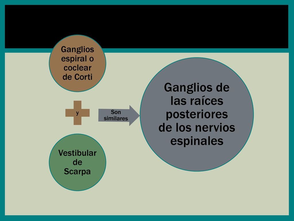 Ganglios espiral o coclear de Corti Vestibular de Scarpa
