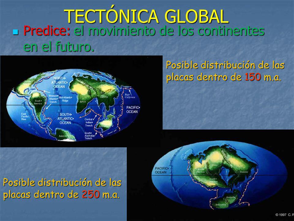 TECTÓNICA GLOBAL Predice: el movimiento de los continentes en el futuro. Posible distribución de las placas dentro de 150 m.a.