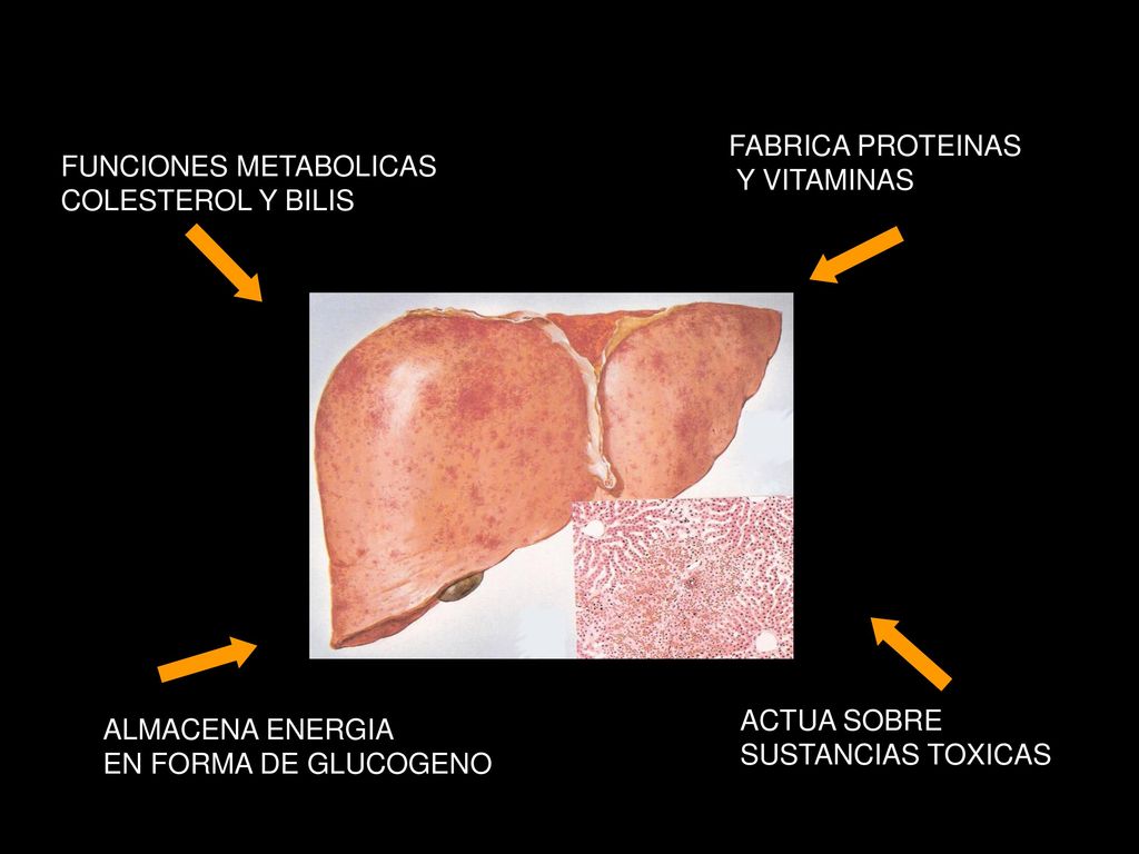 FABRICA PROTEINAS Y VITAMINAS. FUNCIONES METABOLICAS. COLESTEROL Y BILIS. ACTUA SOBRE. SUSTANCIAS TOXICAS.