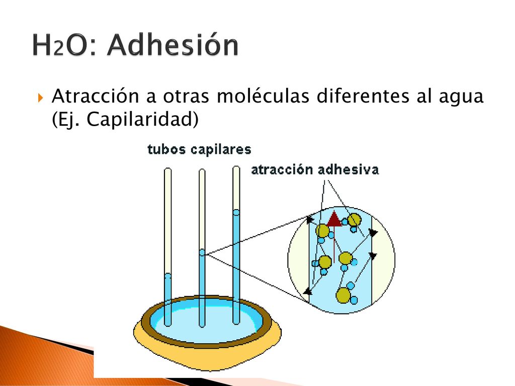 H2O: Adhesión Atracción a otras moléculas diferentes al agua (Ej. Capilaridad)