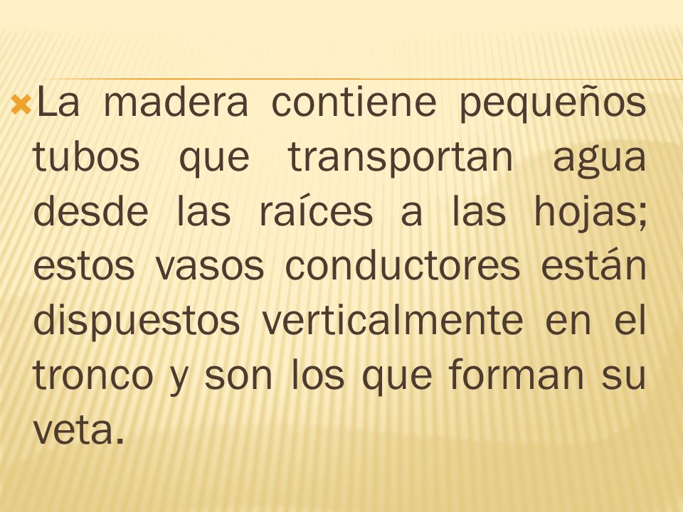 La madera contiene pequeños tubos que transportan agua desde las raíces a las hojas; estos vasos conductores están dispuestos verticalmente en el tronco y son los que forman su veta.