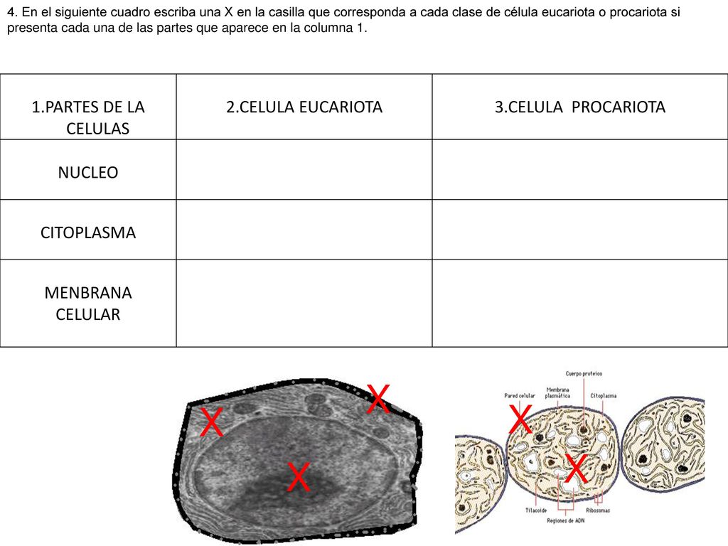 X X X X X 1.PARTES DE LA CELULAS 2.CELULA EUCARIOTA