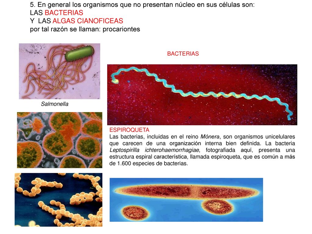Y LAS ALGAS CIANOFICEAS por tal razón se llaman: procariontes