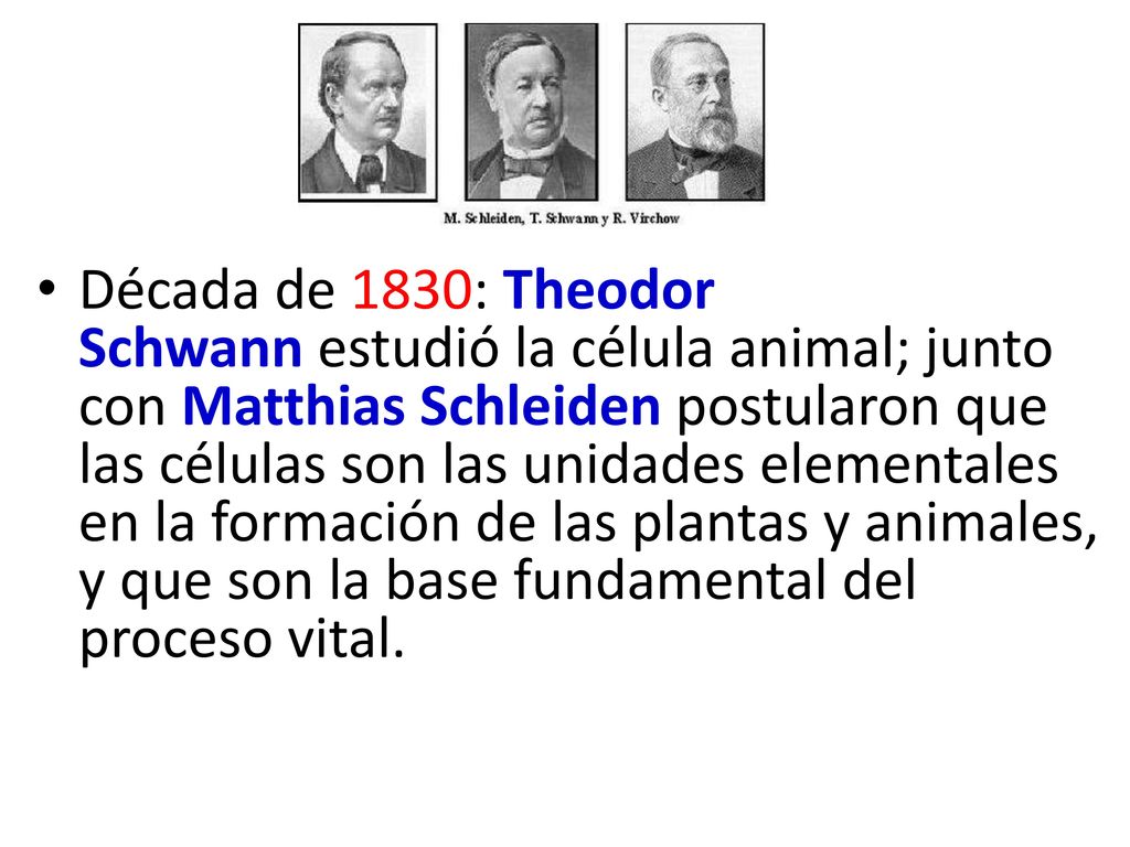 Década de 1830: Theodor Schwann estudió la célula animal; junto con Matthias Schleiden postularon que las células son las unidades elementales en la formación de las plantas y animales, y que son la base fundamental del proceso vital.