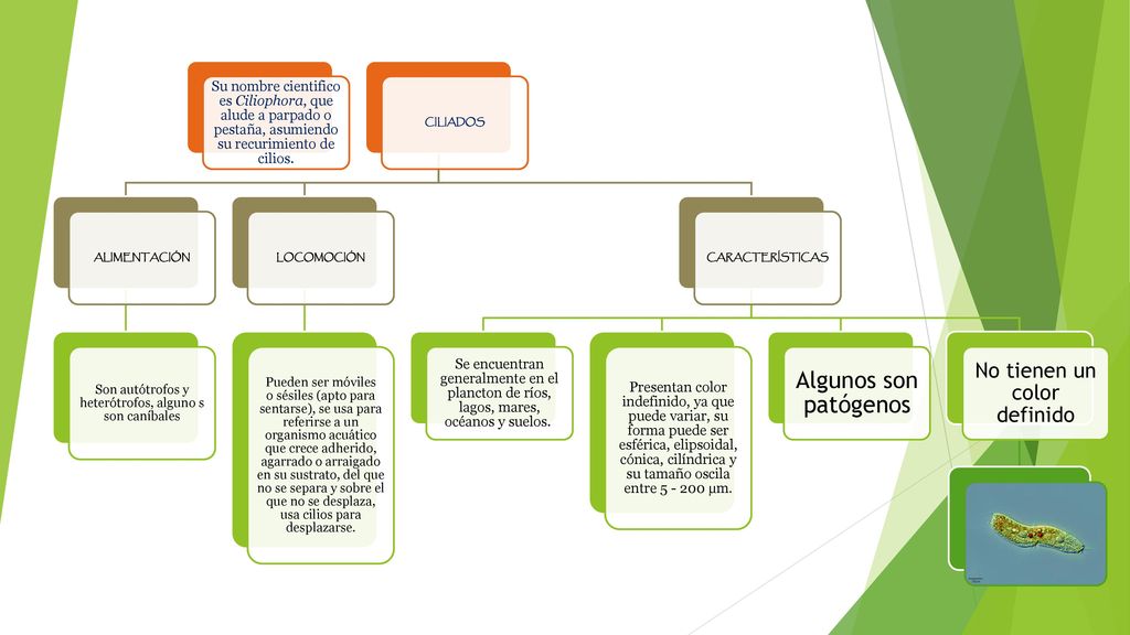 Algunos son patógenos No tienen un color definido