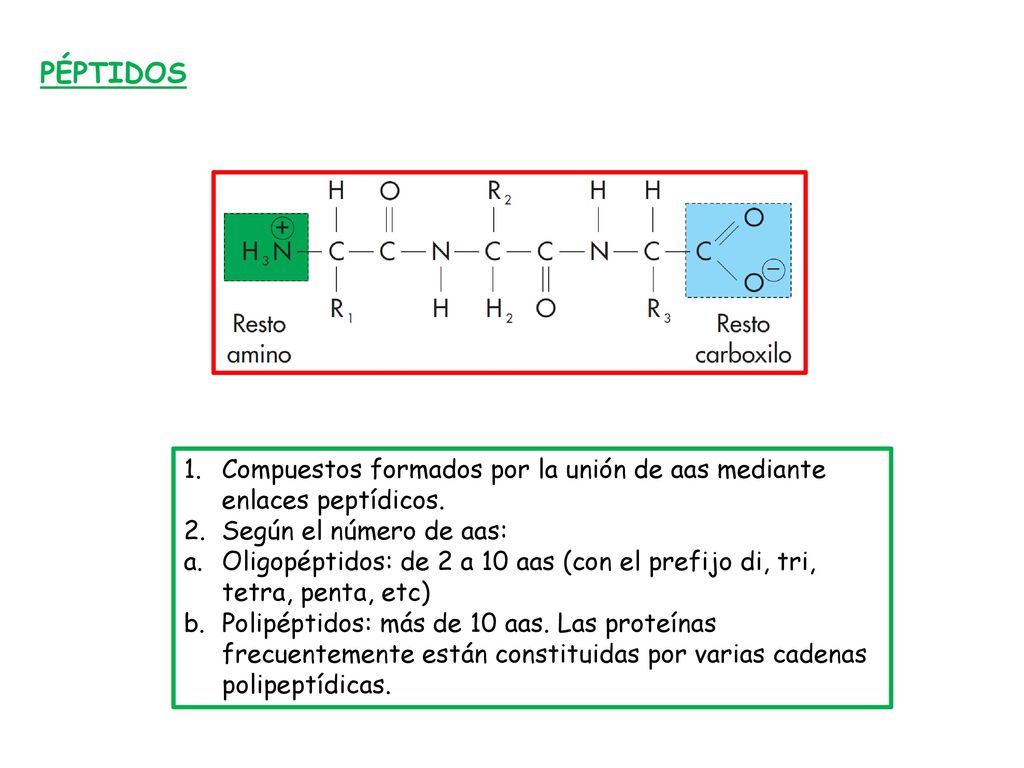 PÉPTIDOS Compuestos formados por la unión de aas mediante enlaces peptídicos. Según el número de aas: