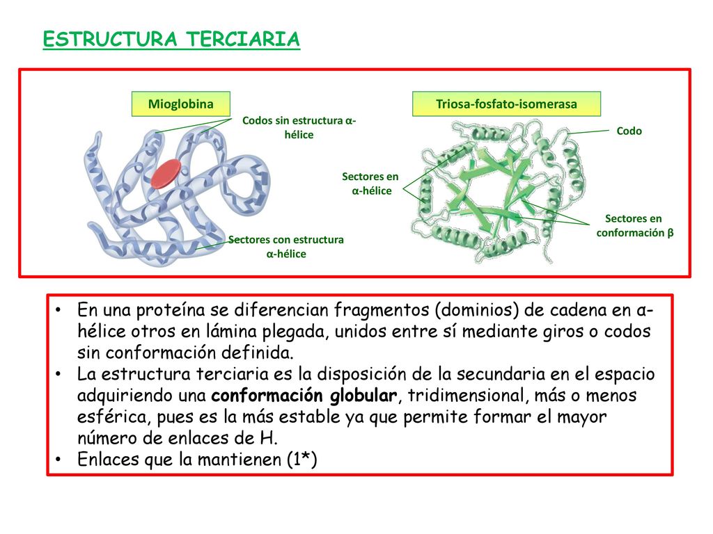 ESTRUCTURA TERCIARIA Mioglobina. Triosa-fosfato-isomerasa. Codos sin estructura α-hélice. Codo. Sectores en α-hélice.
