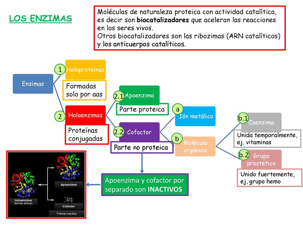 Moléculas de naturaleza proteica con actividad catalítica, es decir son biocatalizadores que aceleran las reacciones en los seres vivos.