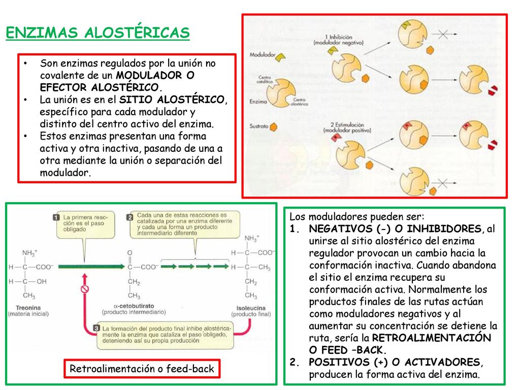 ENZIMAS ALOSTÉRICAS Son enzimas regulados por la unión no covalente de un MODULADOR O EFECTOR ALOSTÉRICO.