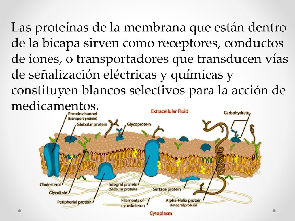 Las proteínas de la membrana que están dentro de la bicapa sirven como receptores, conductos de iones, o transportadores que transducen vías de señalización eléctricas y químicas y constituyen blancos selectivos para la acción de medicamentos.