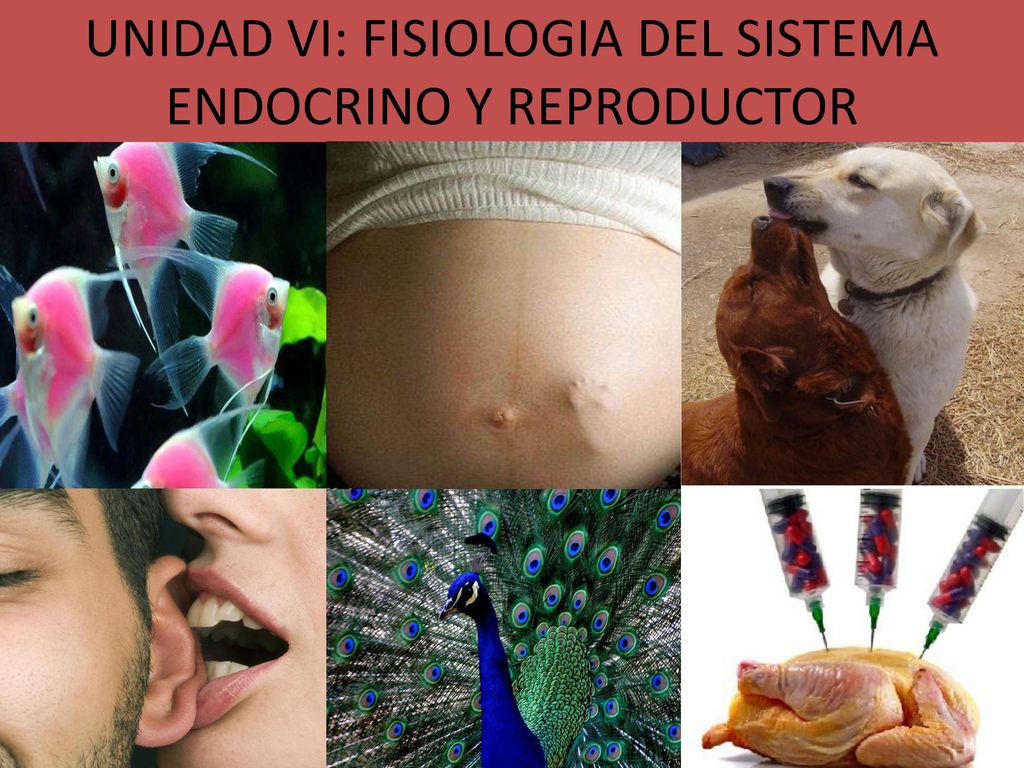 UNIDAD VI: FISIOLOGIA DEL SISTEMA ENDOCRINO Y REPRODUCTOR