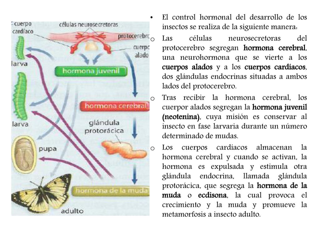 El control hormonal del desarrollo de los insectos se realiza de la siguiente manera: