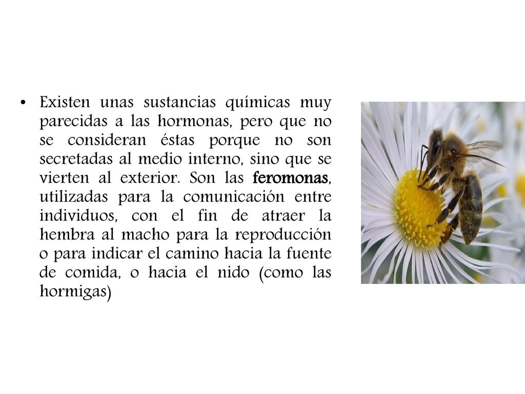 Existen unas sustancias químicas muy parecidas a las hormonas, pero que no se consideran éstas porque no son secretadas al medio interno, sino que se vierten al exterior.