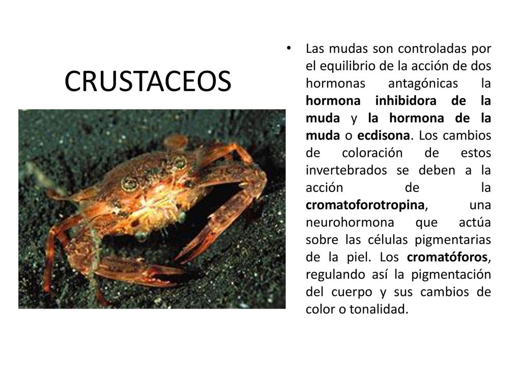 Las mudas son controladas por el equilibrio de la acción de dos hormonas antagónicas la hormona inhibidora de la muda y la hormona de la muda o ecdisona. Los cambios de coloración de estos invertebrados se deben a la acción de la cromatoforotropina, una neurohormona que actúa sobre las células pigmentarias de la piel. Los cromatóforos, regulando así la pigmentación del cuerpo y sus cambios de color o tonalidad.