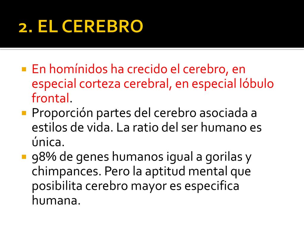 2. EL CEREBRO En homínidos ha crecido el cerebro, en especial corteza cerebral, en especial lóbulo frontal.