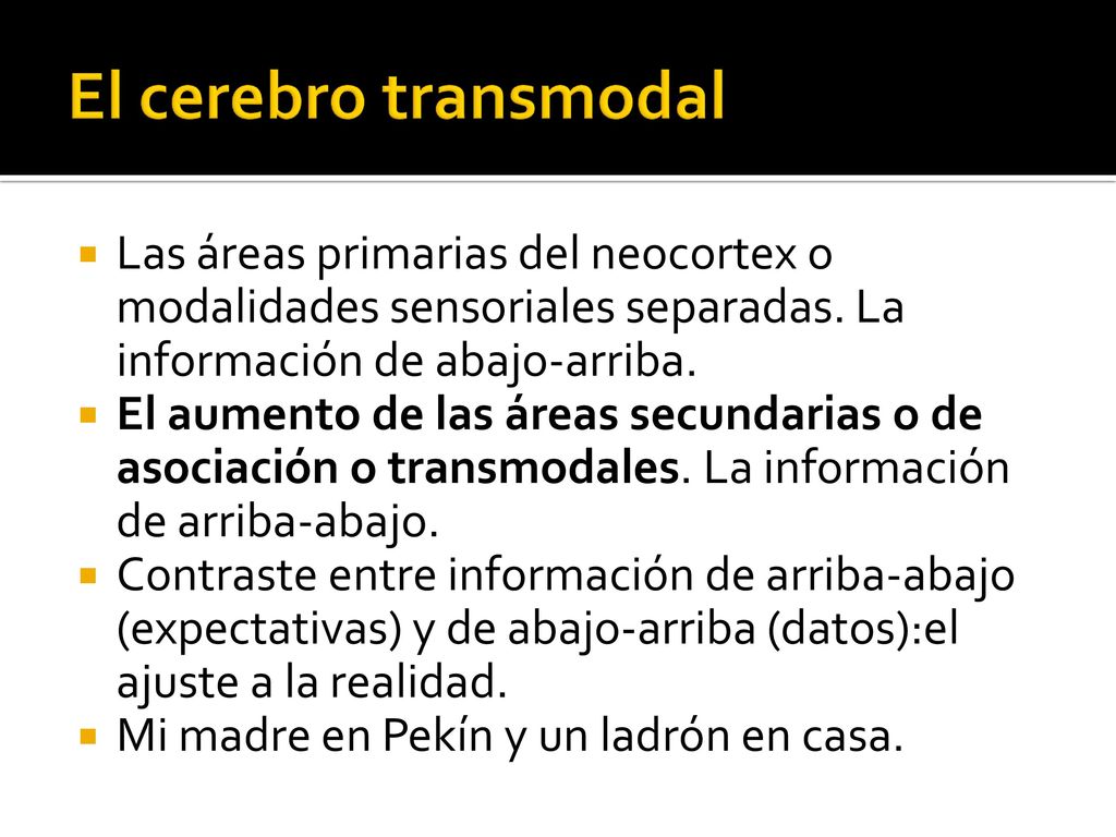 El cerebro transmodal Las áreas primarias del neocortex o modalidades sensoriales separadas. La información de abajo-arriba.