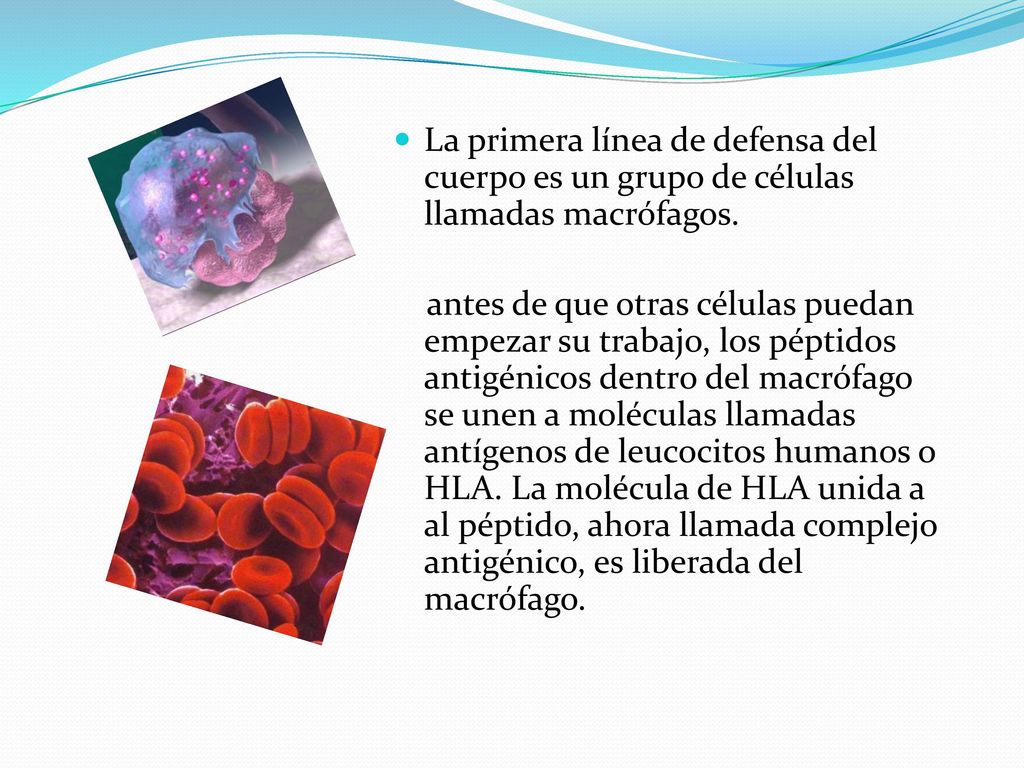 La primera línea de defensa del cuerpo es un grupo de células llamadas macrófagos.