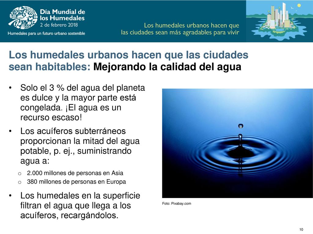 Los humedales urbanos hacen que las ciudades sean habitables: Mejorando la calidad del agua