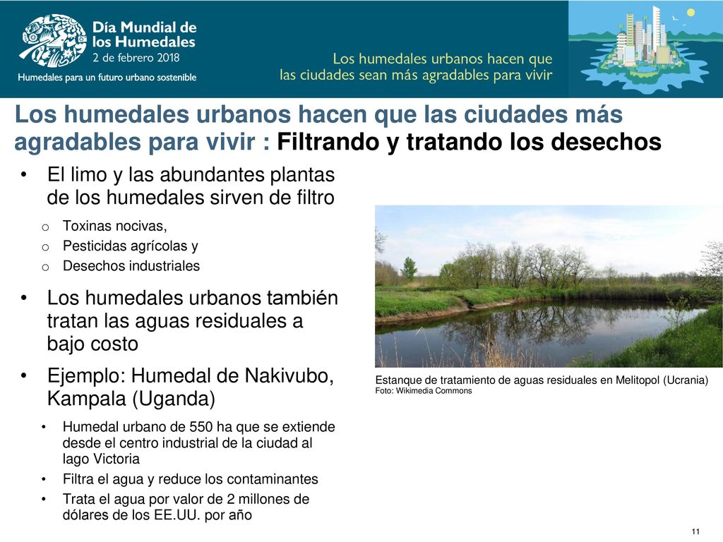 Los humedales urbanos hacen que las ciudades más agradables para vivir : Filtrando y tratando los desechos