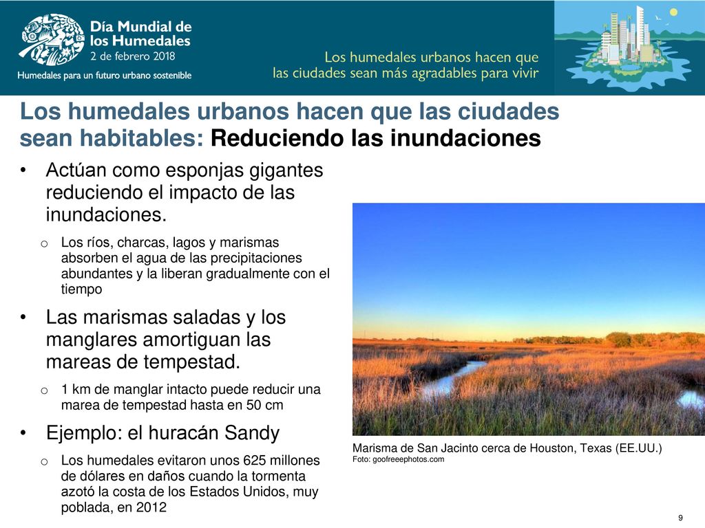 Los humedales urbanos hacen que las ciudades sean habitables: Reduciendo las inundaciones