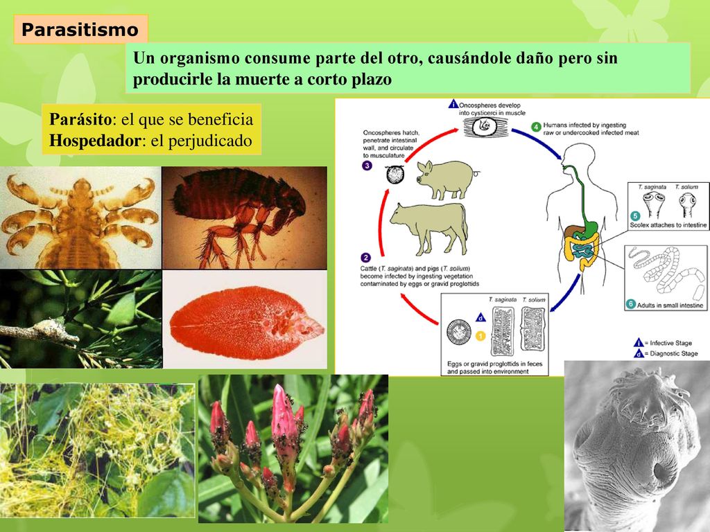 Parasitismo Un organismo consume parte del otro, causándole daño pero sin producirle la muerte a corto plazo.