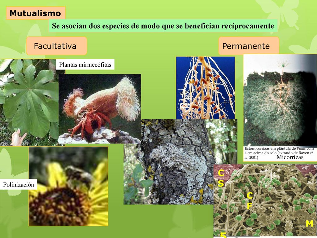 Mutualismo Se asocian dos especies de modo que se benefician recíprocamente. Facultativa. Permanente.