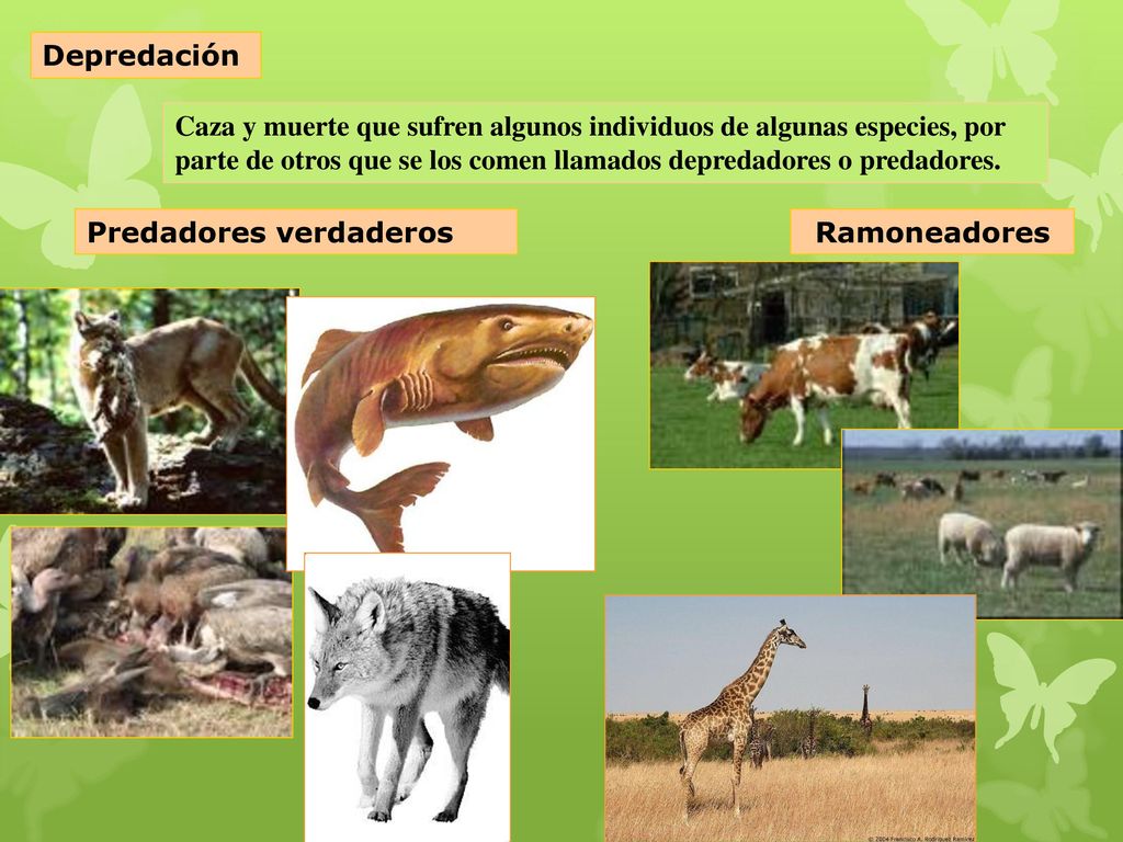 Depredación Caza y muerte que sufren algunos individuos de algunas especies, por parte de otros que se los comen llamados depredadores o predadores.