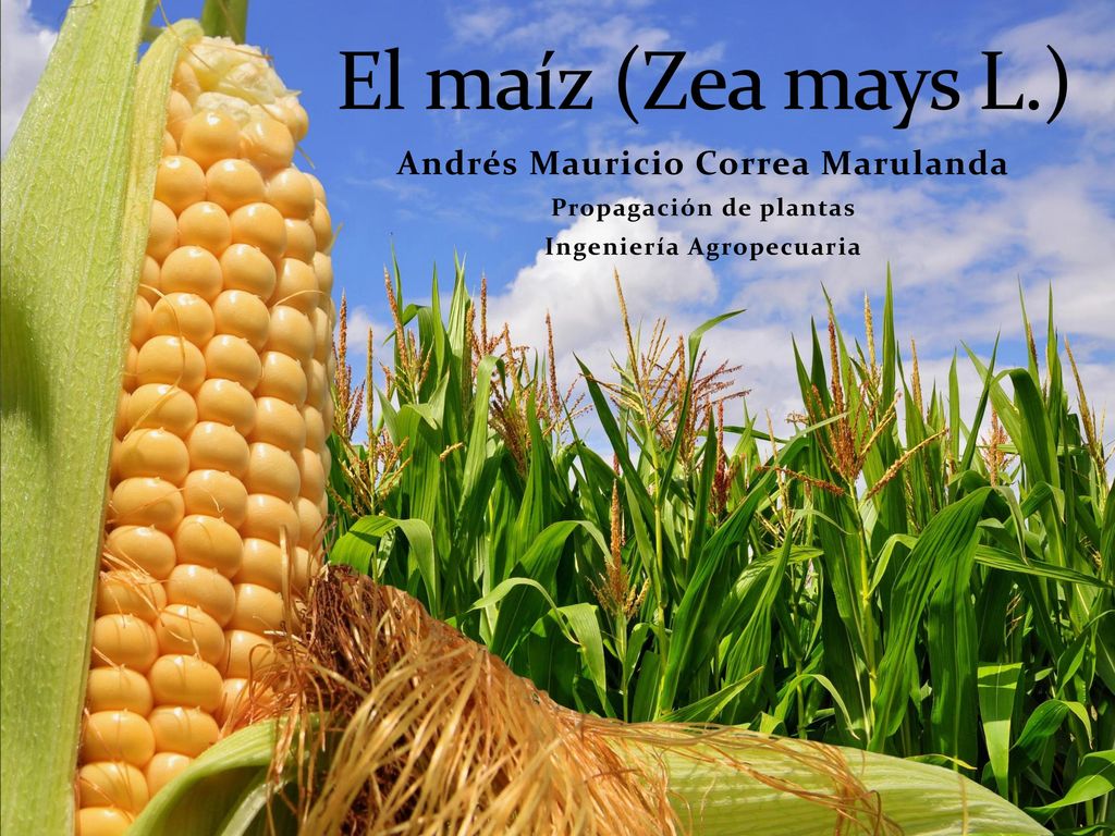El maíz (Zea mays L.) Andrés Mauricio Correa Marulanda