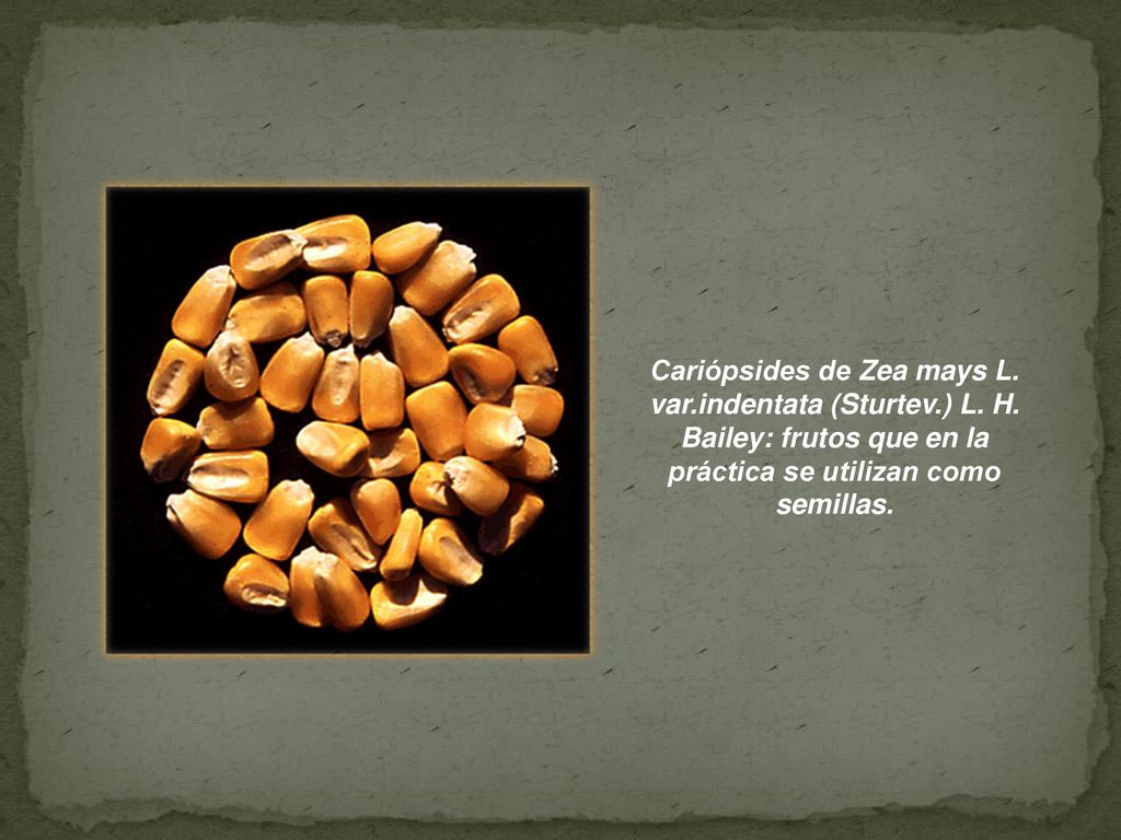 Cariópsides de Zea mays L. var. indentata (Sturtev. ) L. H