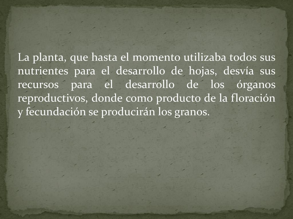 La planta, que hasta el momento utilizaba todos sus nutrientes para el desarrollo de hojas, desvía sus recursos para el desarrollo de los órganos reproductivos, donde como producto de la floración y fecundación se producirán los granos.