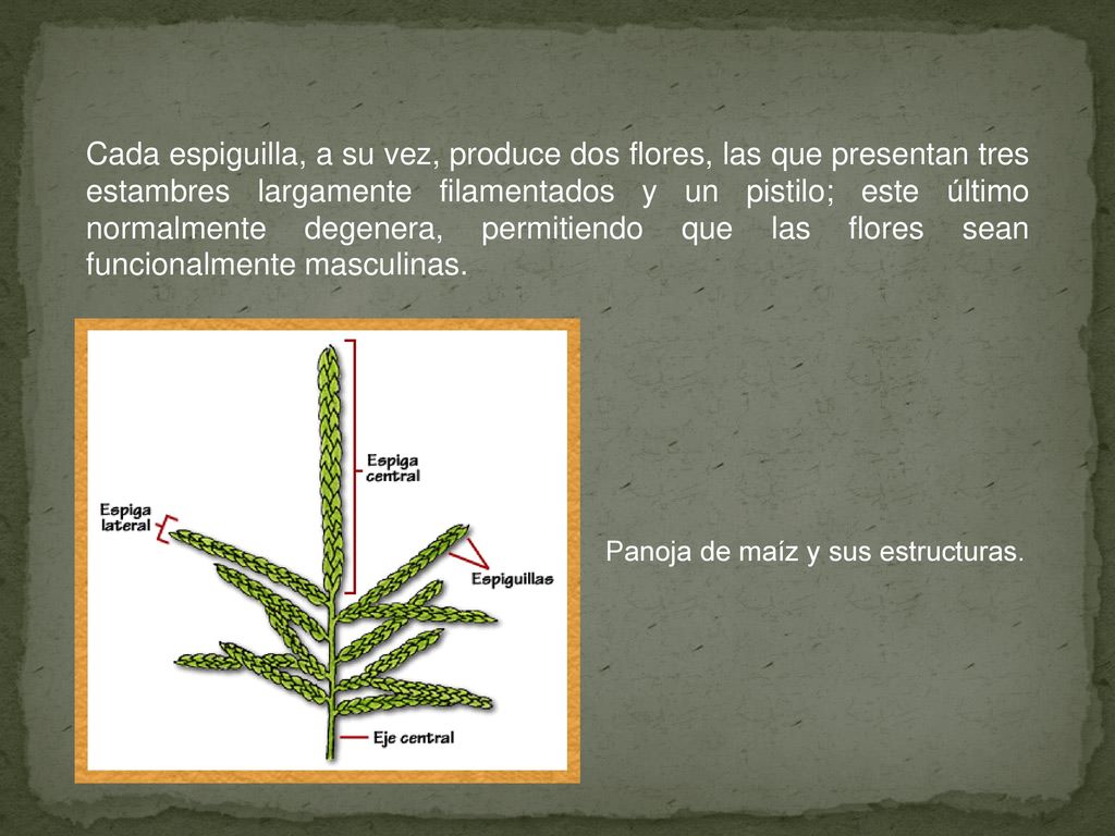 Cada espiguilla, a su vez, produce dos flores, las que presentan tres estambres largamente filamentados y un pistilo; este último normalmente degenera, permitiendo que las flores sean funcionalmente masculinas.