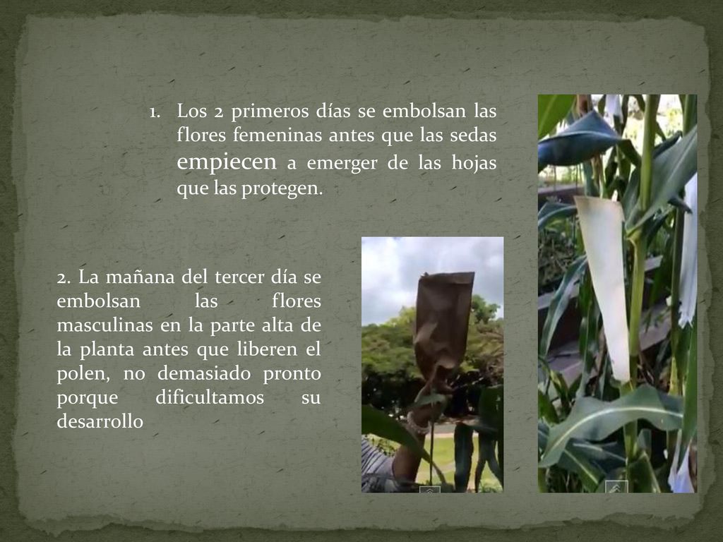 Los 2 primeros días se embolsan las flores femeninas antes que las sedas empiecen a emerger de las hojas que las protegen.