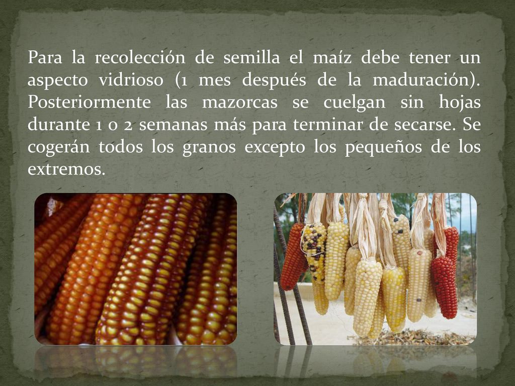 Para la recolección de semilla el maíz debe tener un aspecto vidrioso (1 mes después de la maduración).