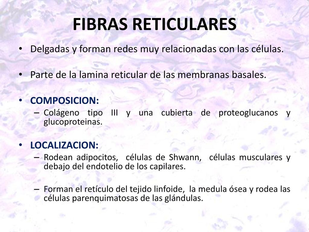 FIBRAS RETICULARES Delgadas y forman redes muy relacionadas con las células. Parte de la lamina reticular de las membranas basales.