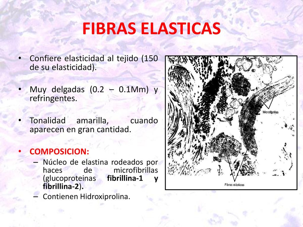 FIBRAS ELASTICAS Confiere elasticidad al tejido (150 de su elasticidad). Muy delgadas (0.2 – 0.1Mm) y refringentes.
