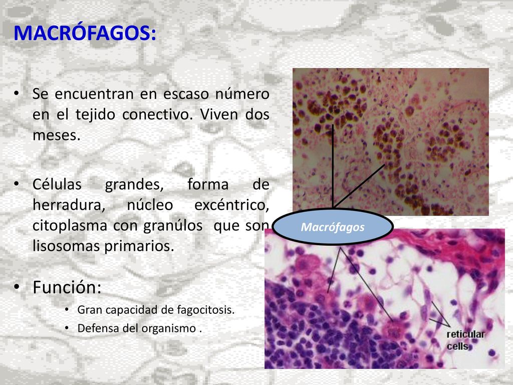 MACRÓFAGOS: Se encuentran en escaso número en el tejido conectivo. Viven dos meses.