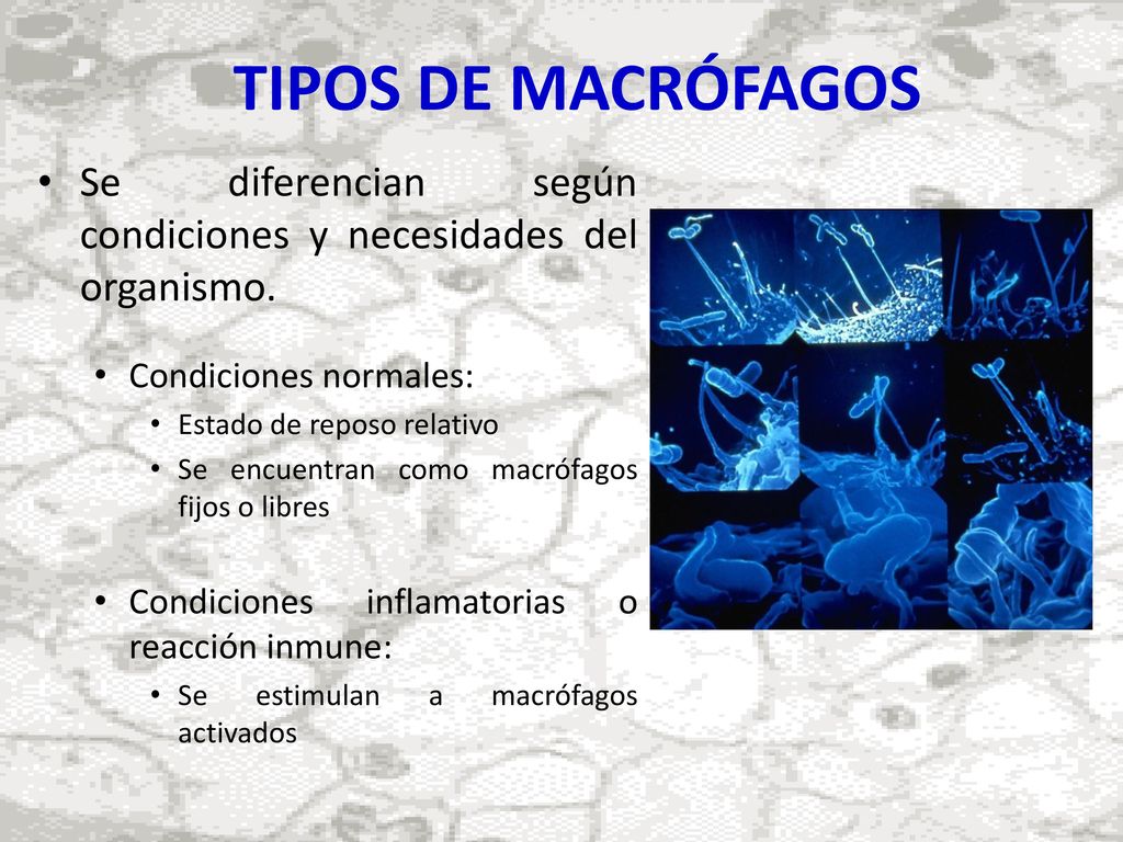 TIPOS DE MACRÓFAGOS Se diferencian según condiciones y necesidades del organismo. Condiciones normales: