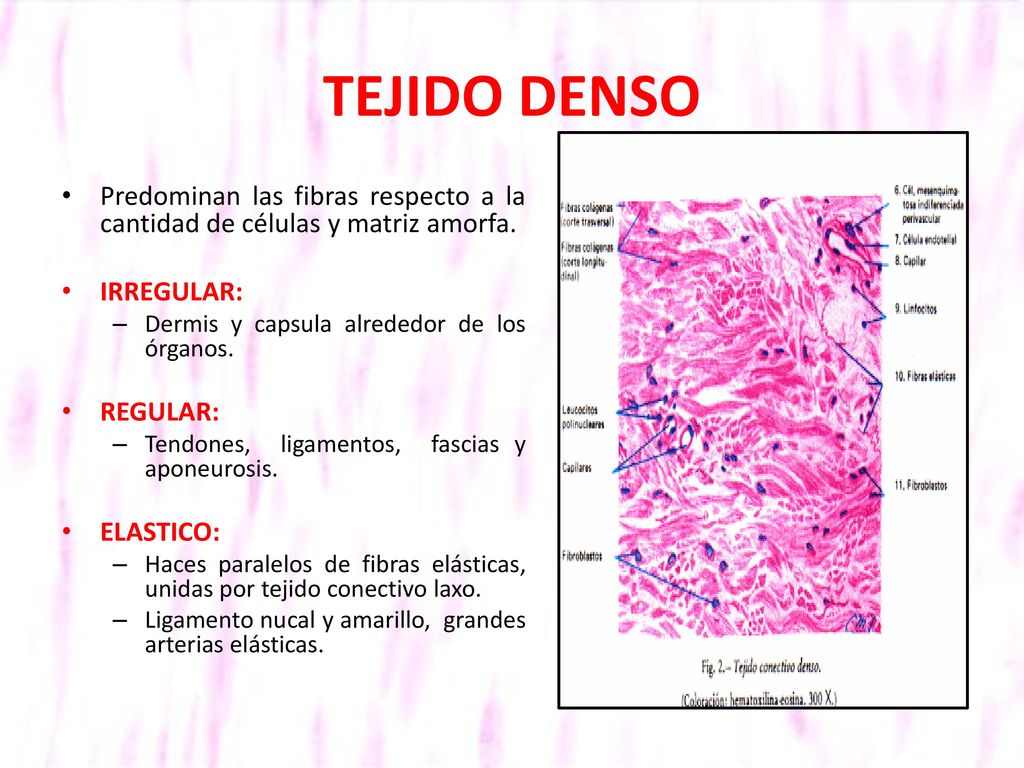 TEJIDO DENSO Predominan las fibras respecto a la cantidad de células y matriz amorfa. IRREGULAR: Dermis y capsula alrededor de los órganos.