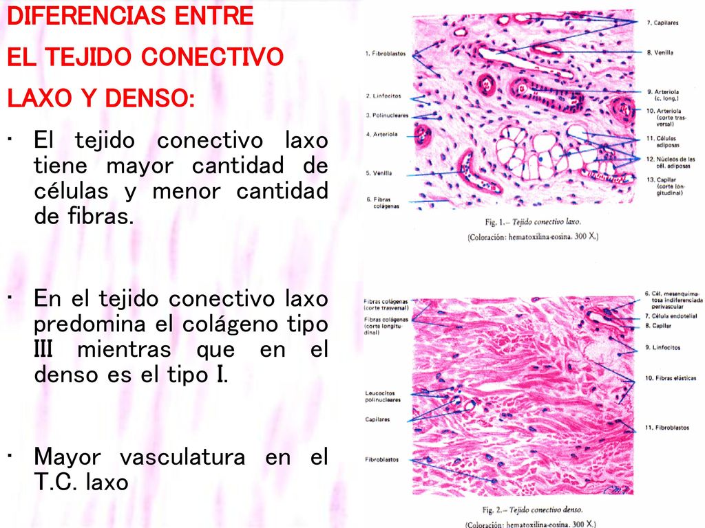 DIFERENCIAS ENTRE EL TEJIDO CONECTIVO. LAXO Y DENSO: El tejido conectivo laxo tiene mayor cantidad de células y menor cantidad de fibras.