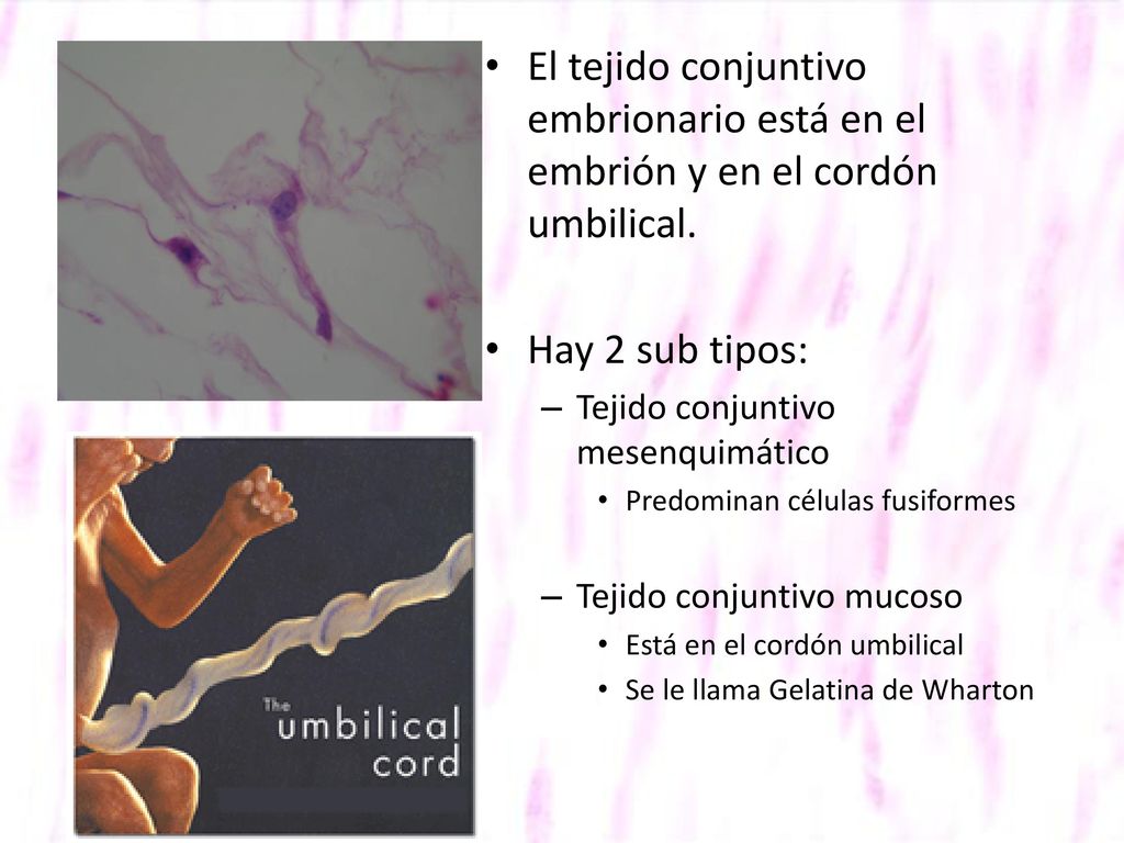 El tejido conjuntivo embrionario está en el embrión y en el cordón umbilical.