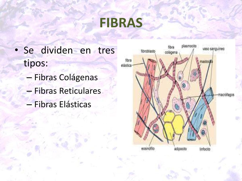 FIBRAS Se dividen en tres tipos: Fibras Colágenas Fibras Reticulares
