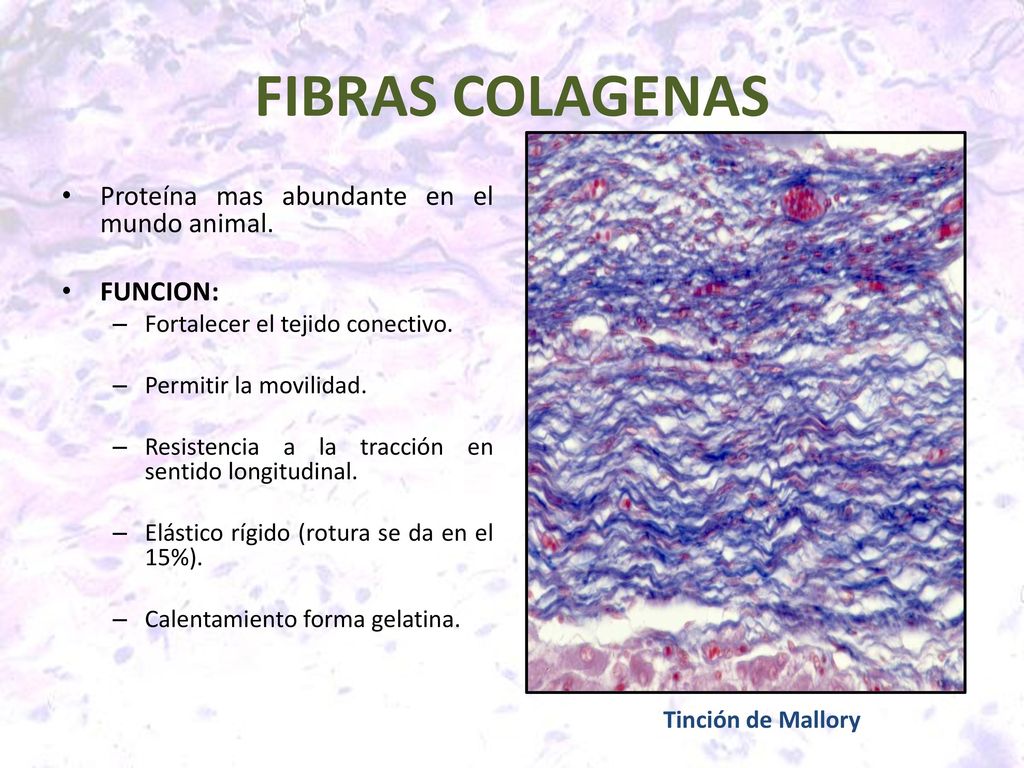FIBRAS COLAGENAS Proteína mas abundante en el mundo animal. FUNCION: