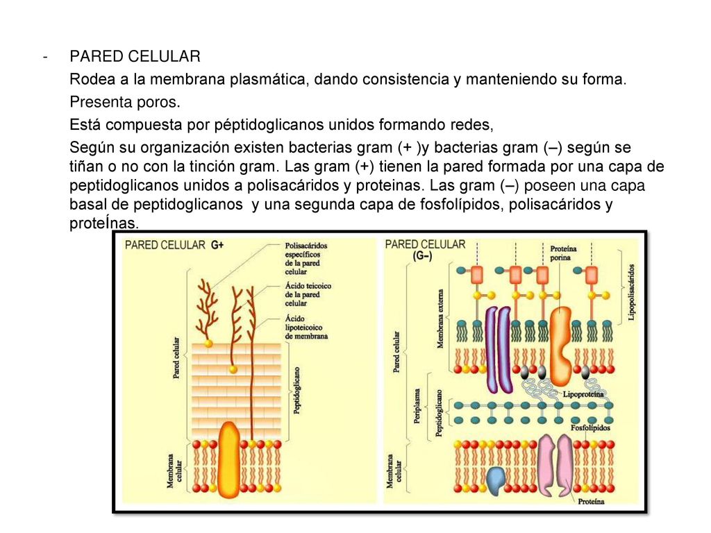 PARED CELULAR Rodea a la membrana plasmática, dando consistencia y manteniendo su forma. Presenta poros.