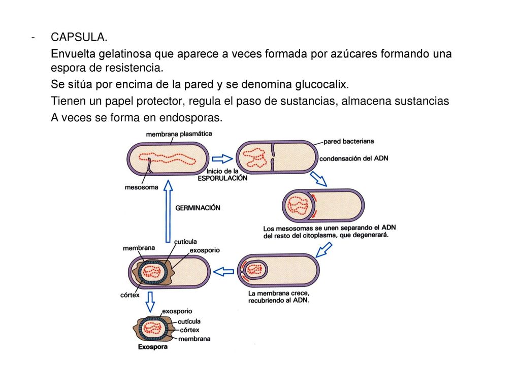 CAPSULA. Envuelta gelatinosa que aparece a veces formada por azúcares formando una espora de resistencia.