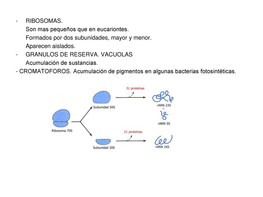 RIBOSOMAS. Son mas pequeños que en eucariontes. Formados por dos subunidades, mayor y menor. Aparecen aislados.