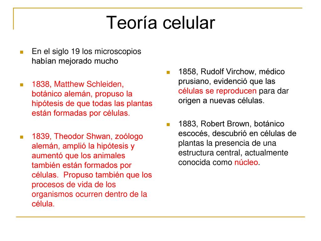 Teoría celular En el siglo 19 los microscopios habían mejorado mucho