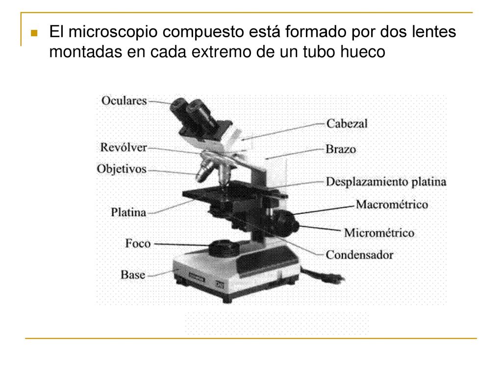El microscopio compuesto está formado por dos lentes montadas en cada extremo de un tubo hueco
