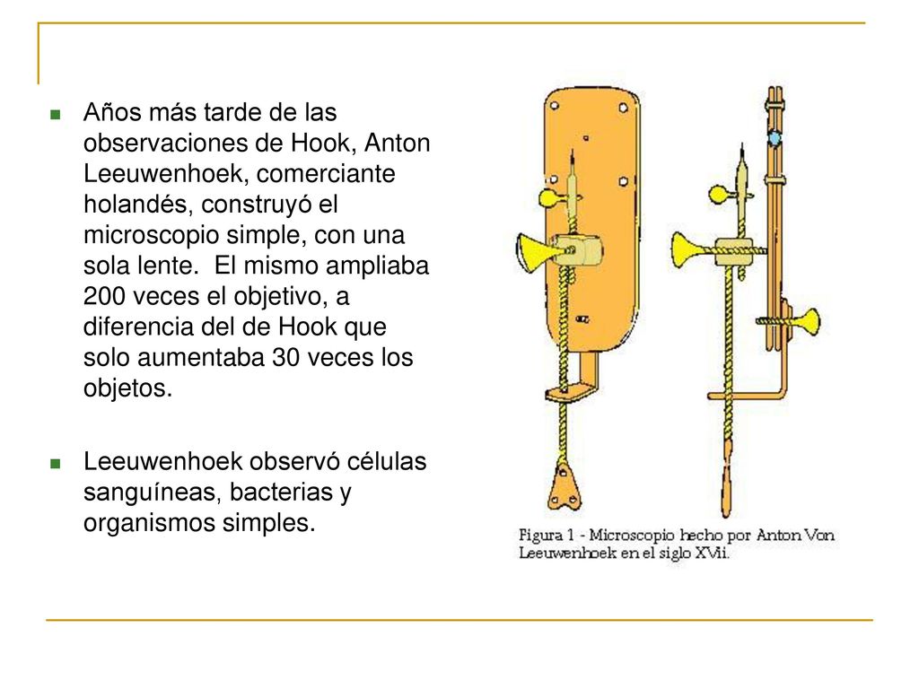 Años más tarde de las observaciones de Hook, Anton Leeuwenhoek, comerciante holandés, construyó el microscopio simple, con una sola lente. El mismo ampliaba 200 veces el objetivo, a diferencia del de Hook que solo aumentaba 30 veces los objetos.