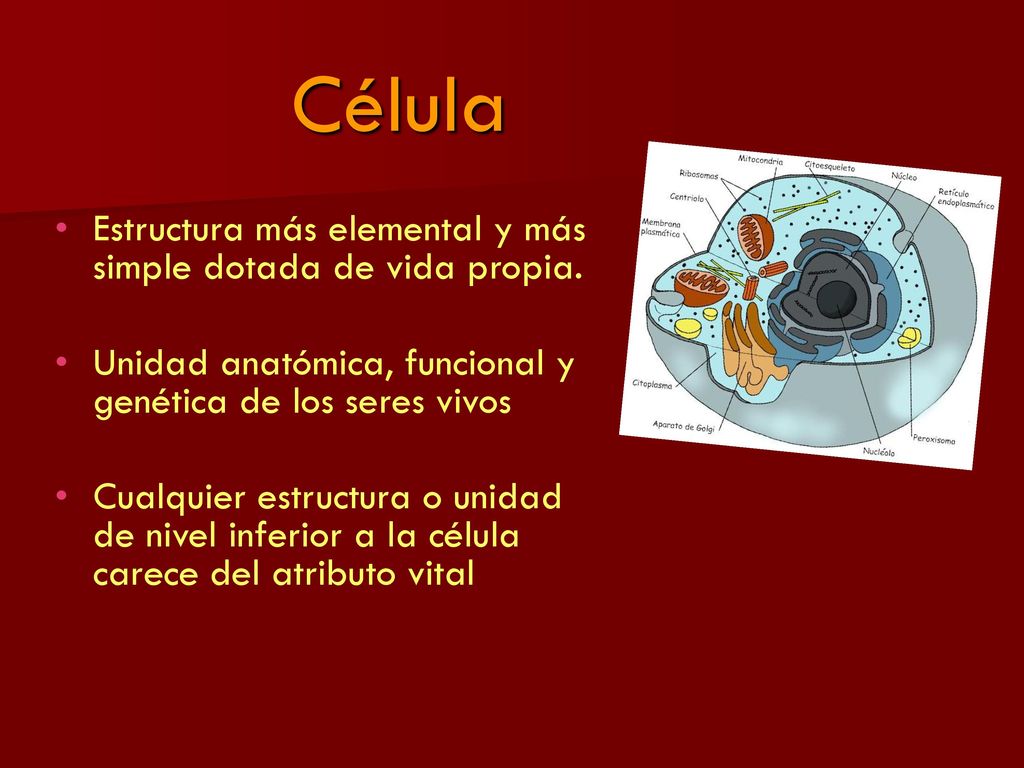 Célula Estructura más elemental y más simple dotada de vida propia.