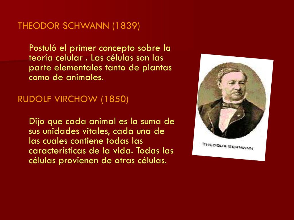 THEODOR SCHWANN (1839) Postuló el primer concepto sobre la teoría celular . Las células son las parte elementales tanto de plantas como de animales.